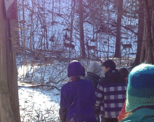 students looking at deer