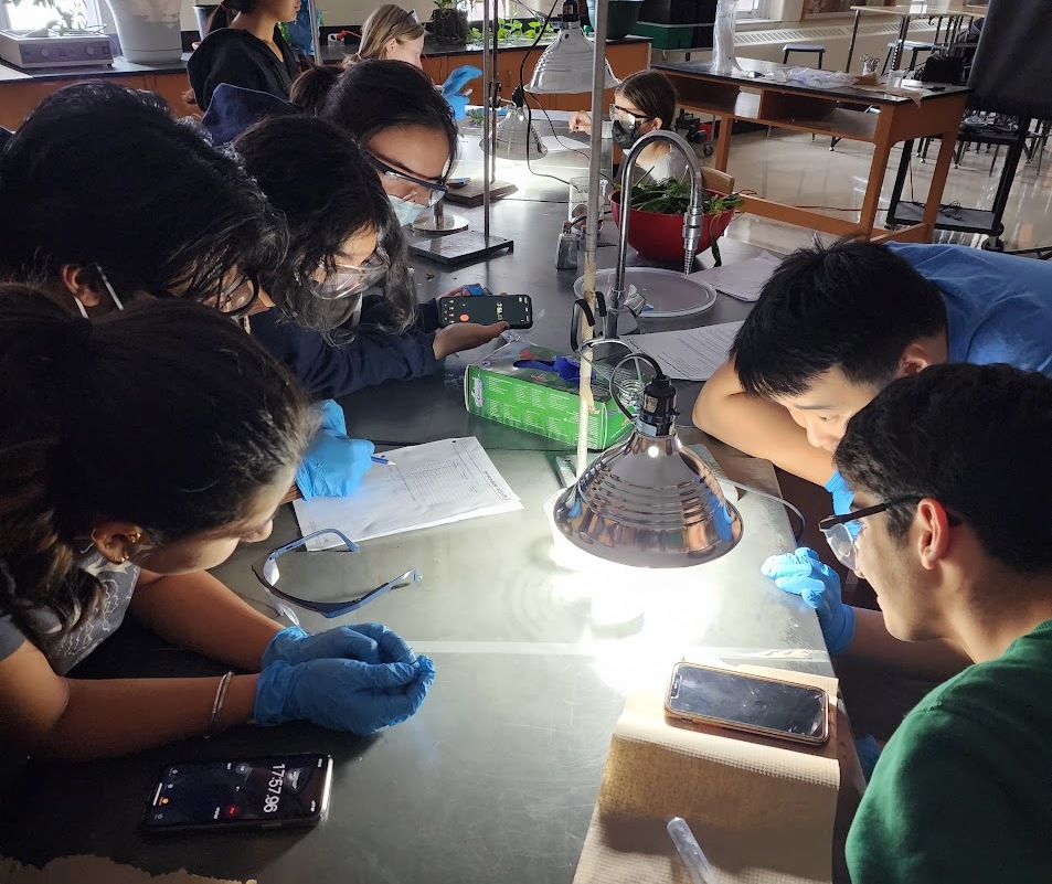 Students testing how different wavelengths of light affect the rate of photosynthesis