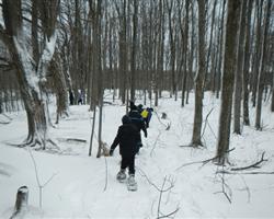 Snowshoeing in Forest