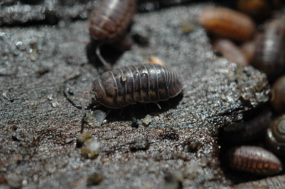 "20091126 Pill Bugs 051" by cygnus921 is licensed under CC BY 2.0 
https://flic.kr/p/7mN2Ky Open Gallery