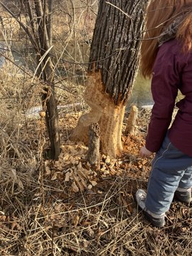 beaver chew on tree