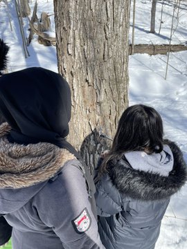 maple syrup - collecting sap