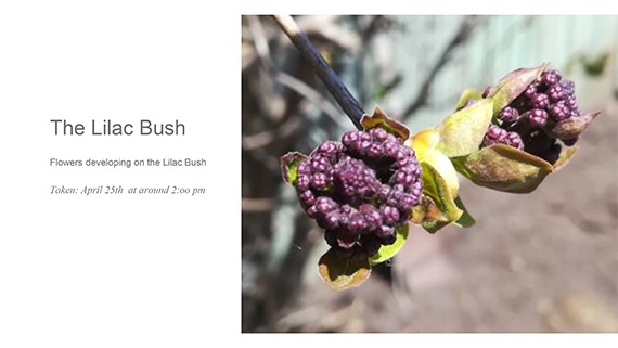 The Lilac Bush