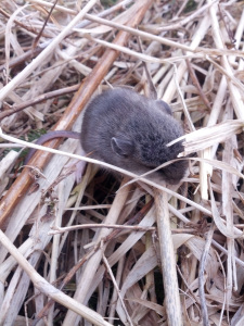 Mouse in Straw
