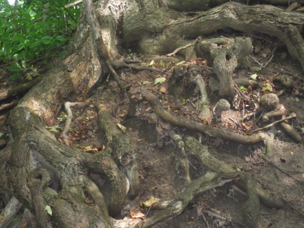Tangled Roots of Tree