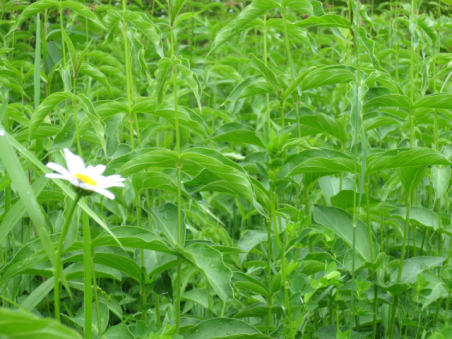 A daisy in the field