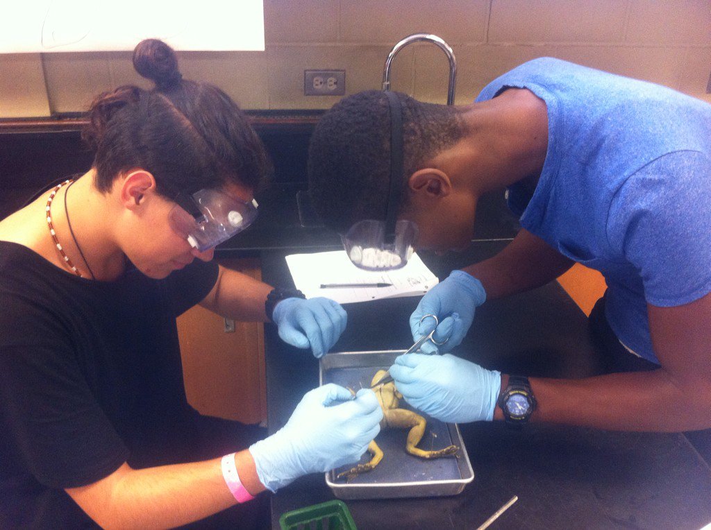 students dissecting a frog
