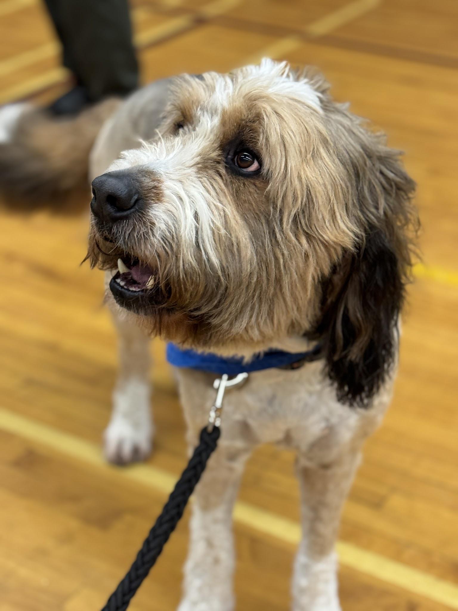 Sunshine Therapy Dogs Visit SCI