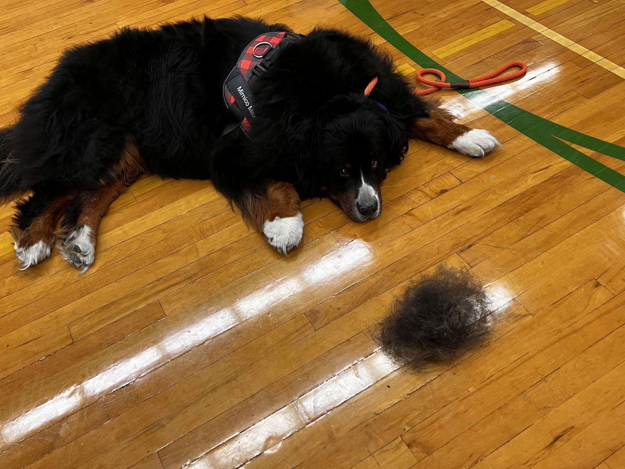 Sunshine Therapy Dogs Visit SCI