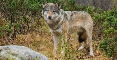 Algonquin-Wolf-And-Coyote-Hunting-and-Trapping-Ban-639x330 Algonquin-Wolf-And-Coyote-Hunting-and-Trapping-Ban-639x330