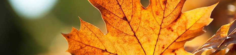 A brown maple leaf