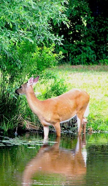Deer drinking from the pond at SOES.
