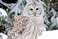 A Barred Owl sitting in the snow