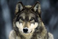 A Grey Wolf