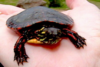 A Painted Turtle on a students hand
