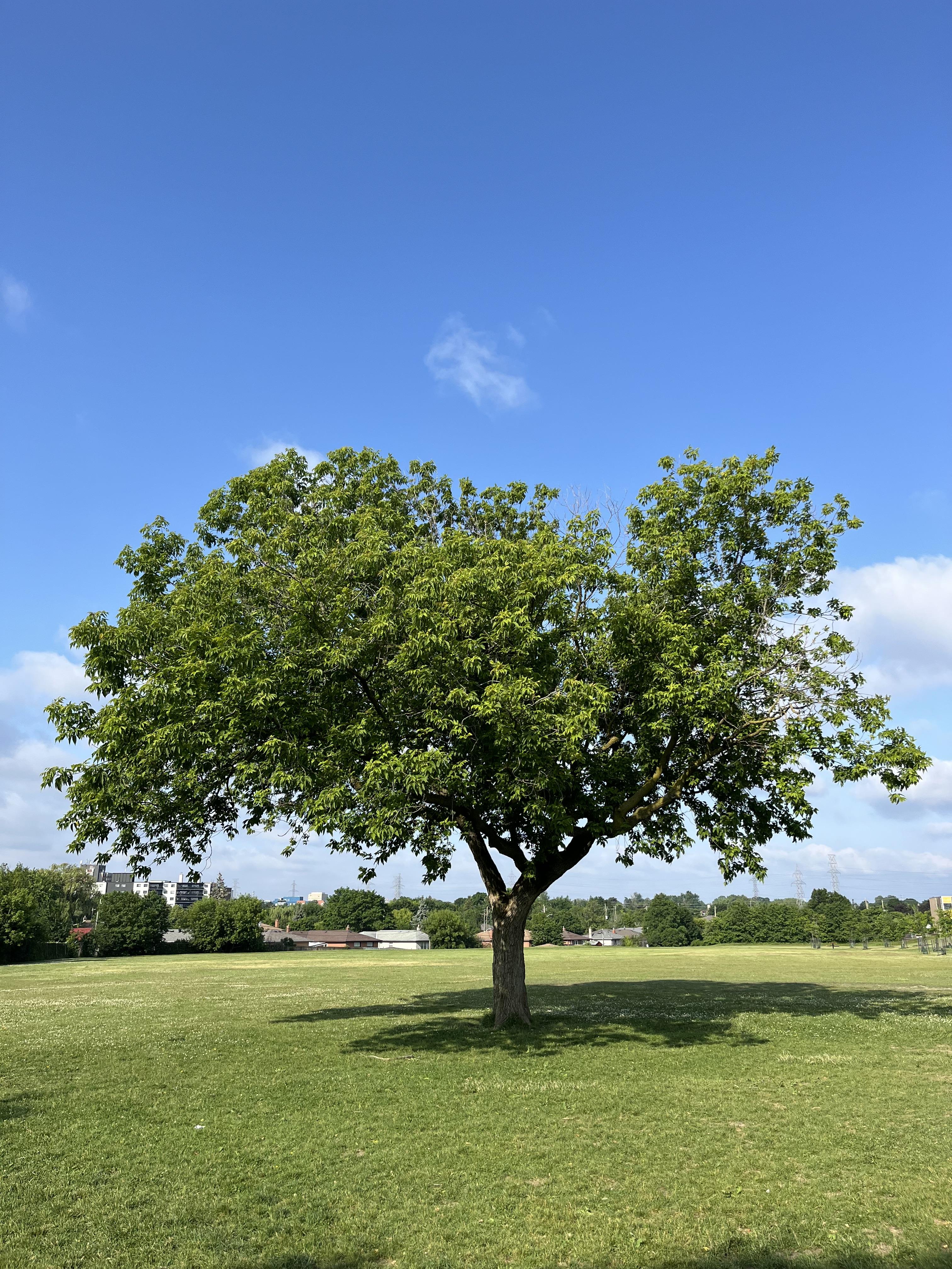 elms