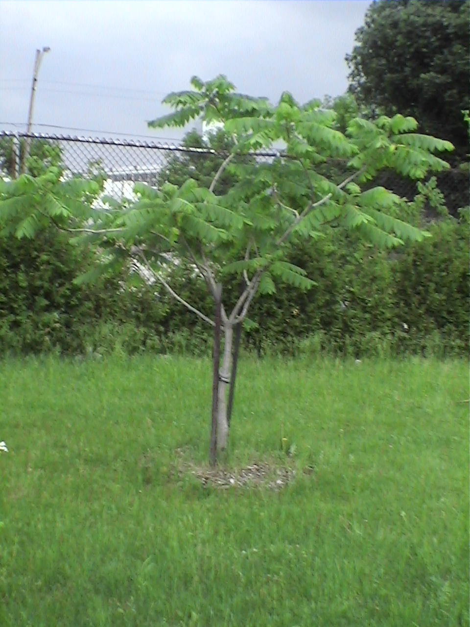 LUsingleTree LUsingleTree